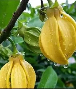 कविता - 🌷 " चाफा दरवळला "