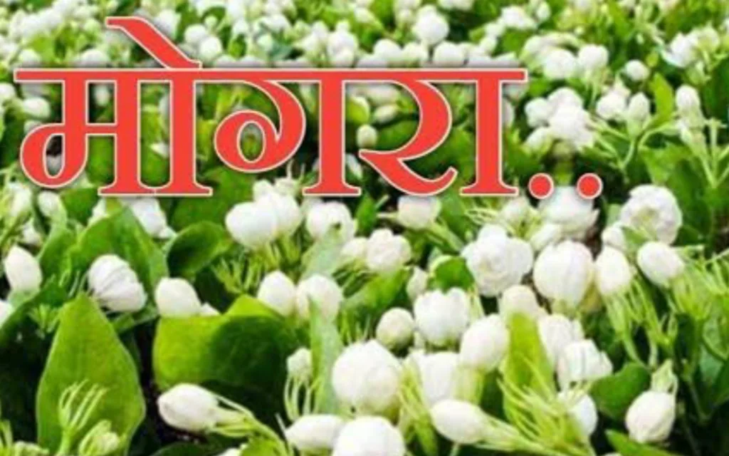 कविता - घन-तमी